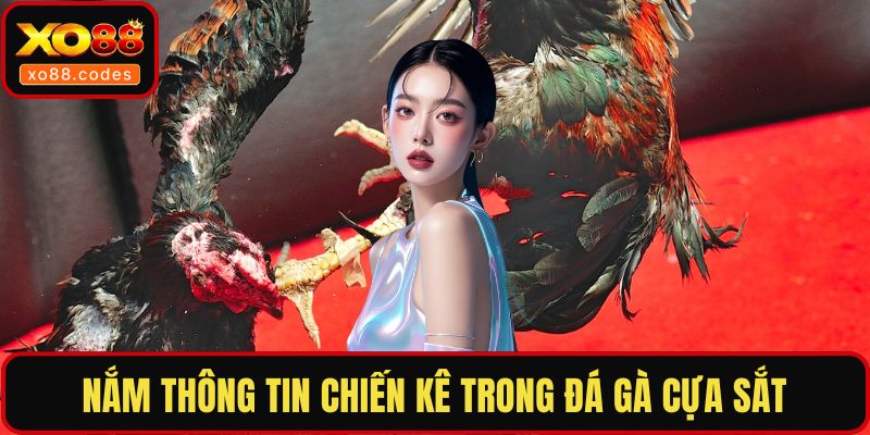 Nắm thông tin chiến kê trong đá gà cựa sắt