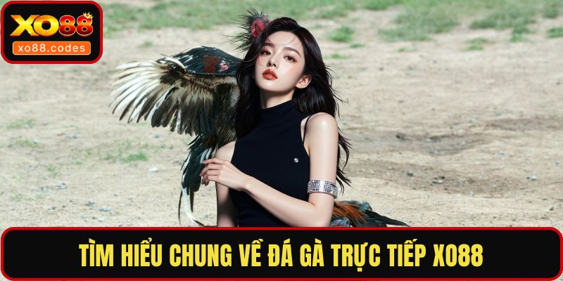 Tìm hiểu chung về đá gà trực tiếp XO88