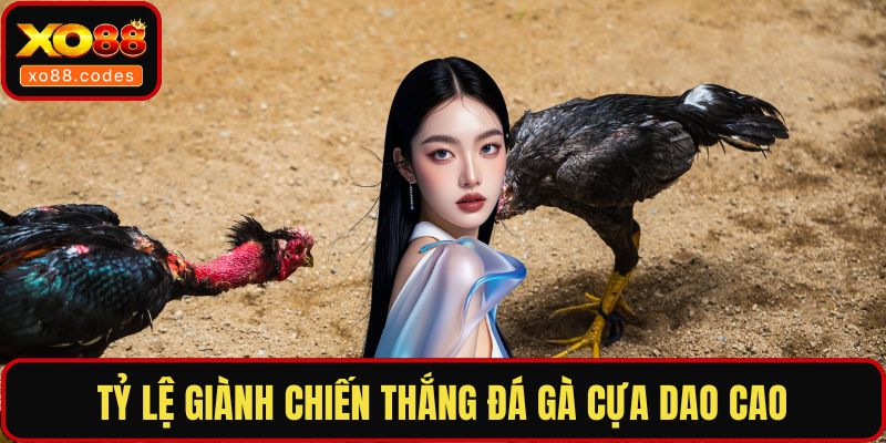 Tỷ lệ giành chiến thắng đá gà cựa dao cao
